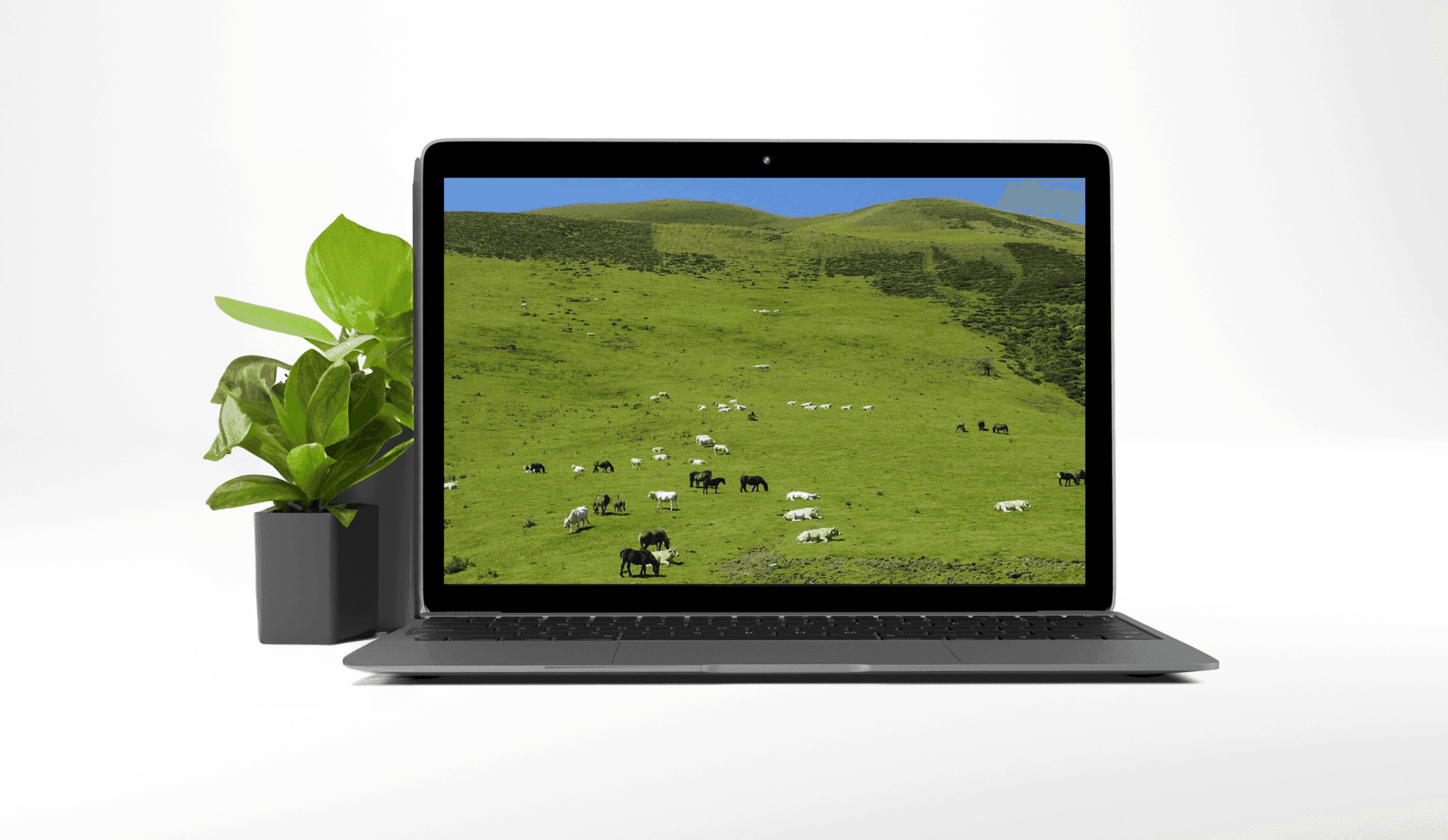 Cows and Hectars